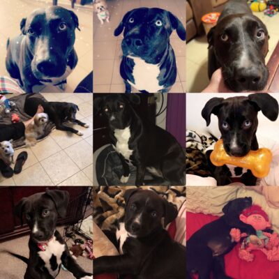 Nova Nicole - Fond Memories Pet Cemetery and Crematorium | Pet